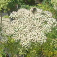 Cenolophium denudatum
